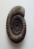 Ammonite [artefact]