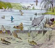 Water birds [wallchart]